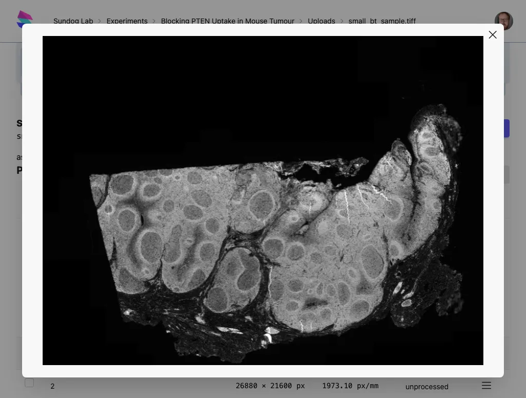 A page being previewed